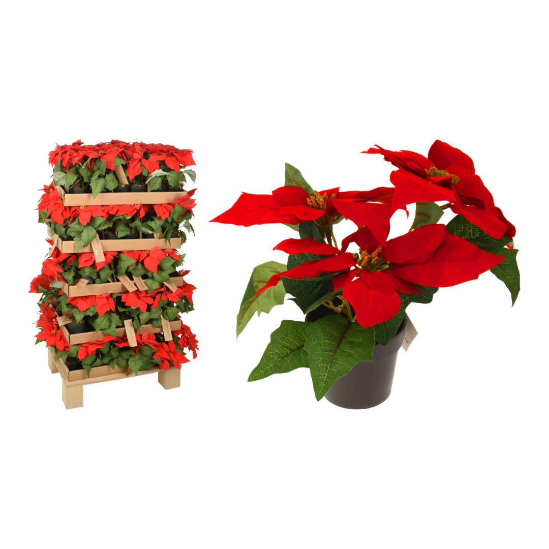 EH Jólarósa í potti 19cm reyð