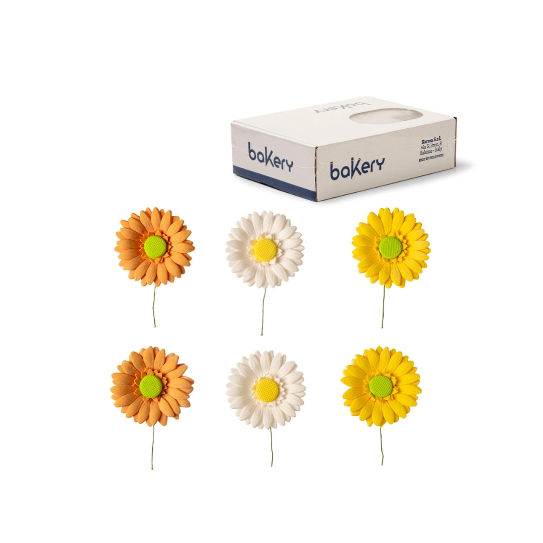 sukurblómur Geberia gult,appelsin,hvítt Ø8cm