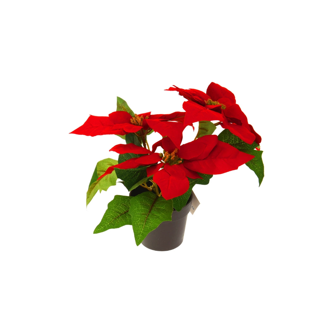 EH Jólarósa í potti 19cm reyð