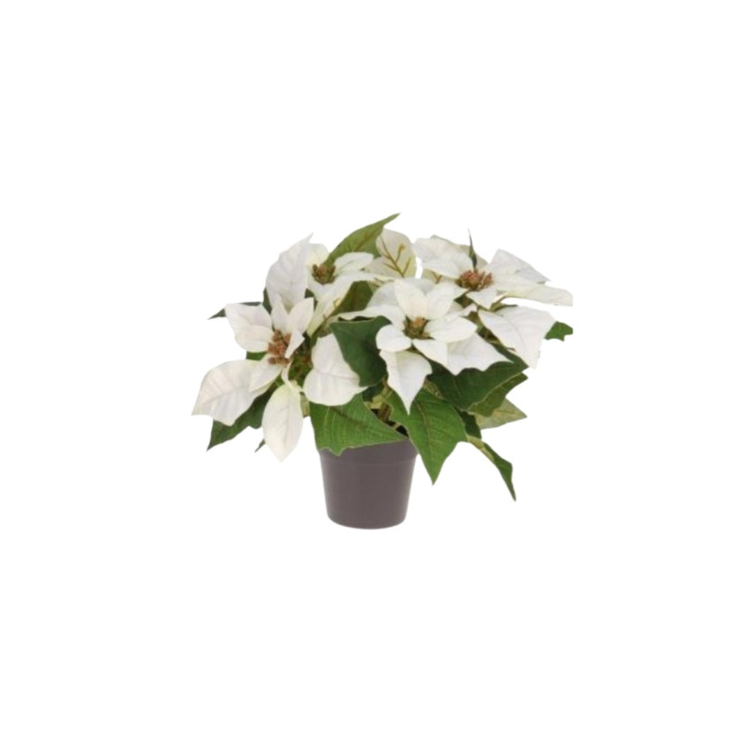 Jólastjørna í potti hvít