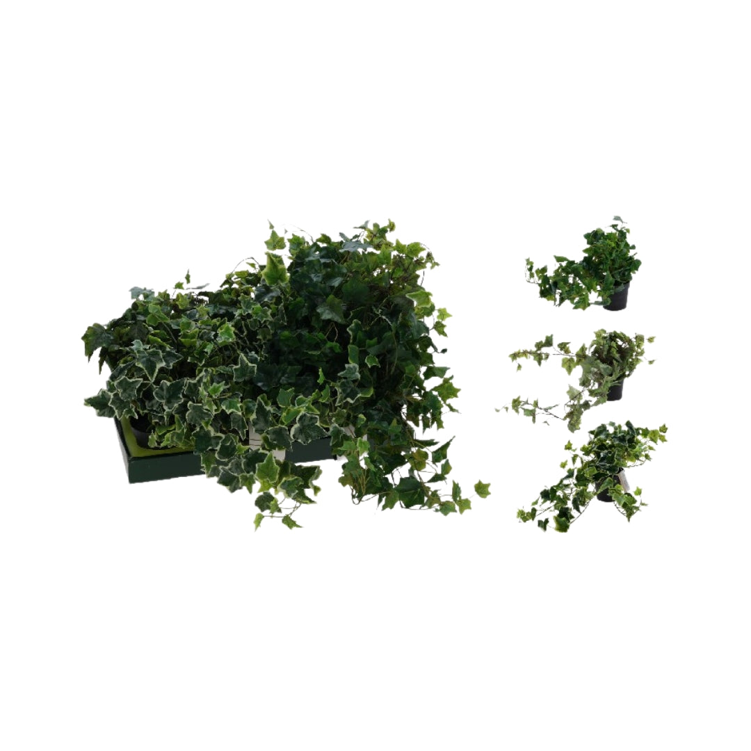 EH Heingiplanta í potti 80cm ymisk