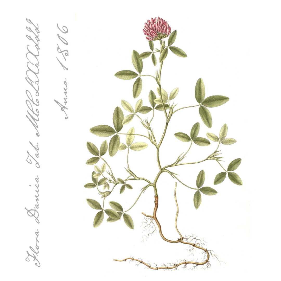 Serv. 3-lags 33cm Smæra  20stk|Kart/15