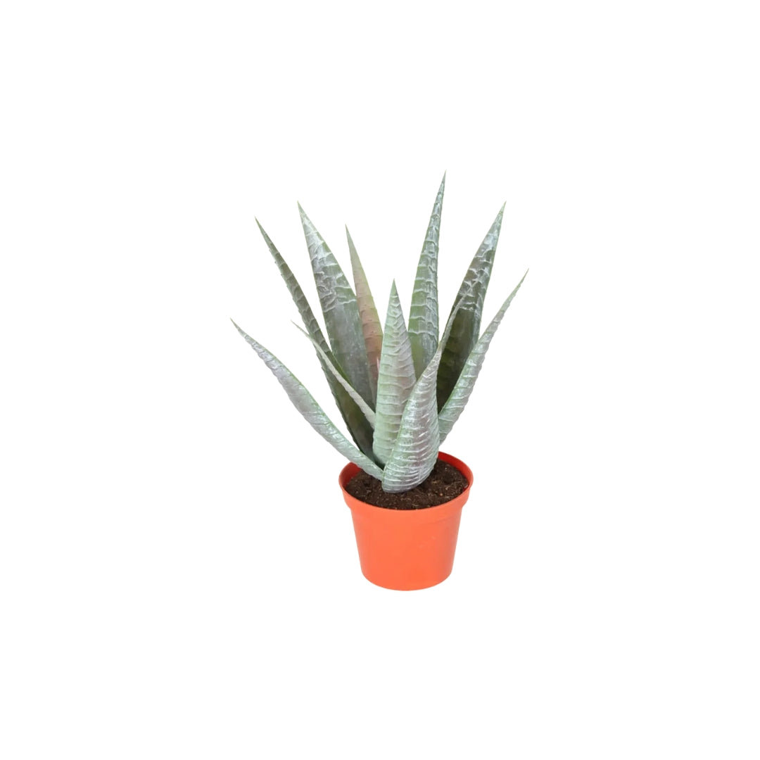 Baby Aloe 27cm 1stk