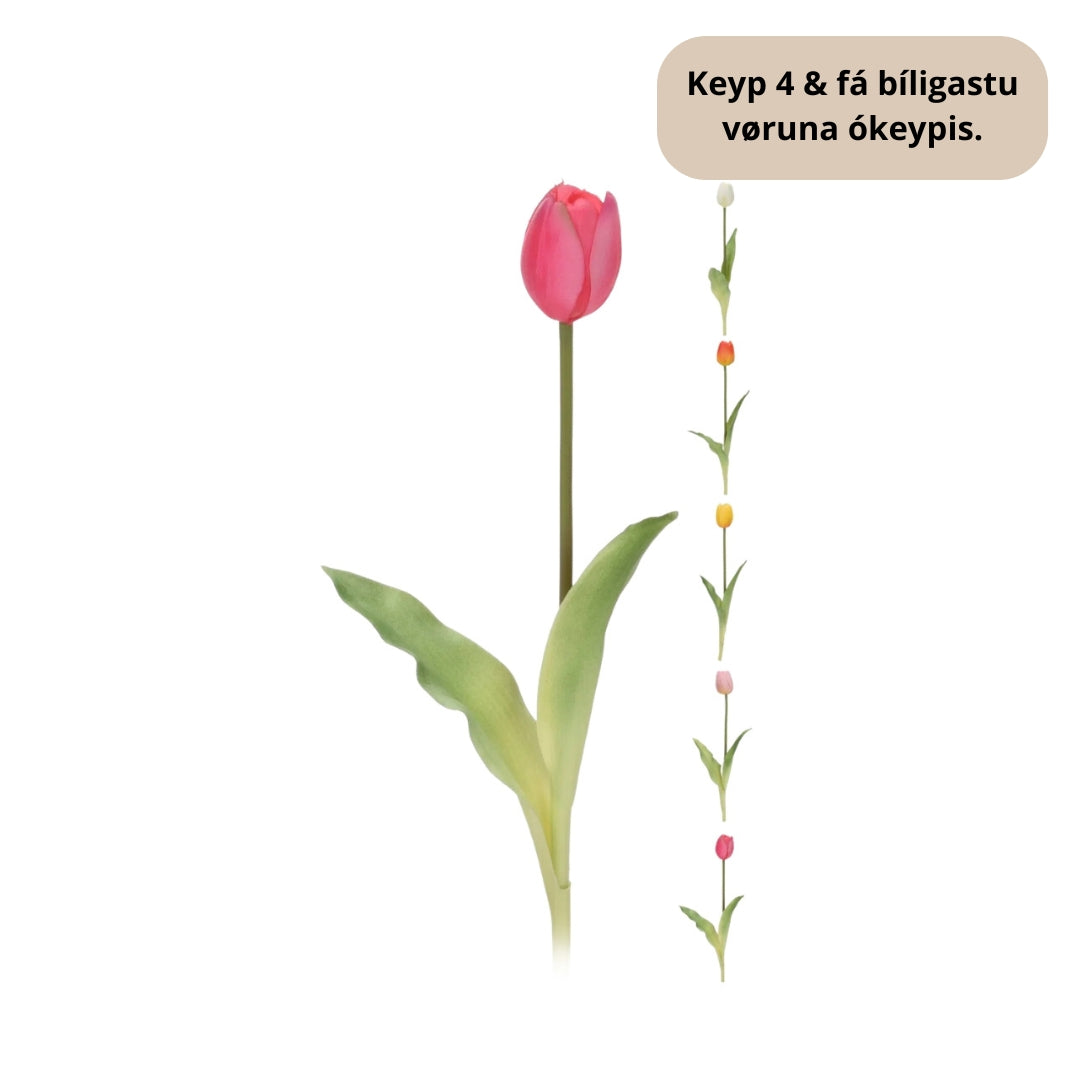 EH Tulipan á stelki 5ass 40cm 1stk